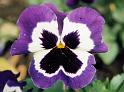 (34) pansy